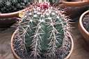 MELOCACTUS SP.jpg
